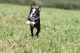 BOSTON TERRIER 116